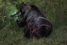 A szülészetre száguldó autó gázolt el egy medvét Székelyudvarhelyen