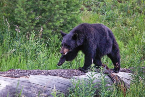 Anyamedve és két bocsa ölt meg egy fiatal férfit Alaszkában