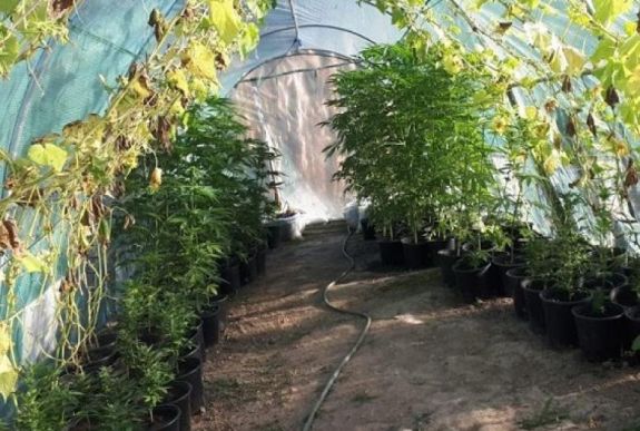 Vadkendert és gázpisztolyt foglaltak le egy Arad megyei férfinél