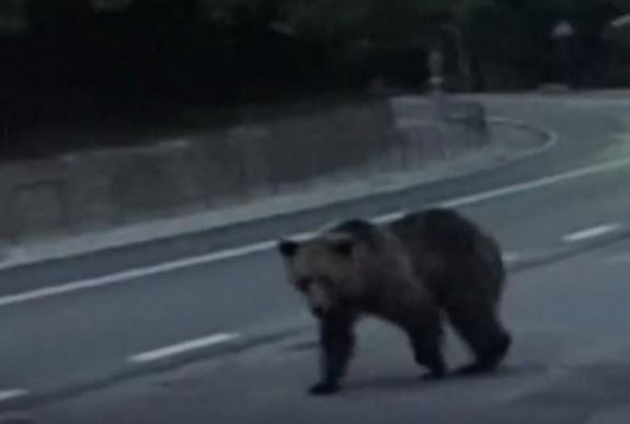 Most Fogaras központjában bukkant fel egy bocsos anyamedve