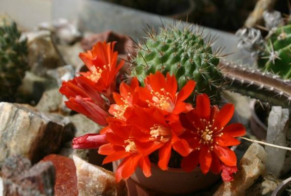 Kaktuszmánia: előadáson jártunk a Györkös Mányi Albert Emlékházban