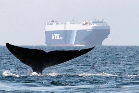 Elnémulnak a bálnák, amikor közeledik egy óceánjáró