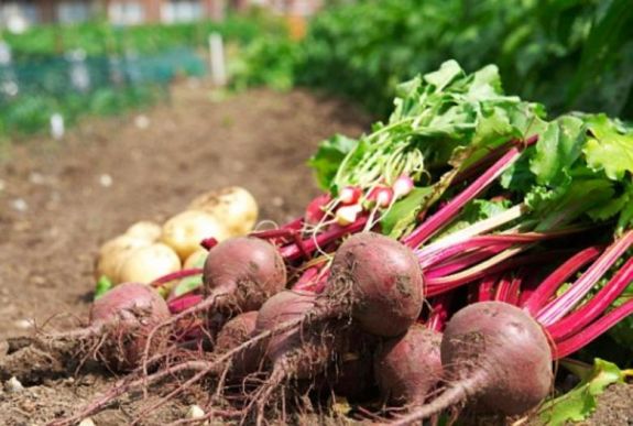 Nem termesztenek mindenki számára elegendő zöldséget és gyümölcsöt a világon