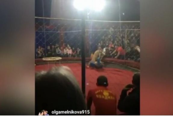 Egy kislányra támadt a cirkuszi oroszlán előadás közben
