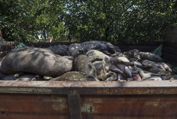 Újabb sertéspestisgócokat azonosítottak Szatmár megyében