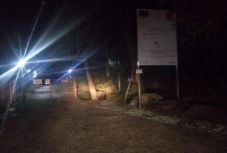  A megyei kórház mellett ólálkodott egy medve Csíkszeredában