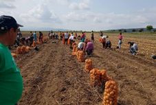 Székelyföldön a szervezetlen pityókatermesztés rontja a gazdák kilátásait 