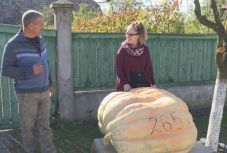 Hatalmas tök termett a Maros megyei Nyárádszentbenedeken