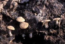 „Harapégés” a háromszéki gomba a nemzetközi gombászkongresszuson