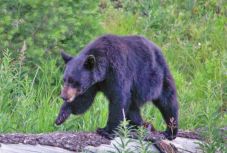 Néhány jó tanács: mit tegyen, ha jön a medve?