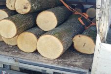 Fatolvajbandát számoltak fel Szatmár megyében 