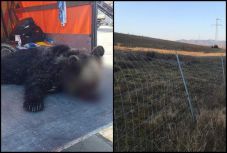 Ismét medvét gázoltak el a dél-erdélyi autópályán