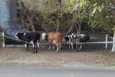 Szabadon kószált három tehén és egy szamár Arad központjában