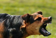 Kutyatámadásban súlyosan megsérült egy 2 éves magyar kisfiú 