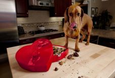 Mérgező a csoki a kutyáknak – szakértőt kérdeztünk