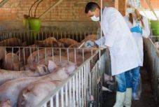 Sertéspestis: mégsem dőlhetnek hátra a Bihar megyei gazdák?