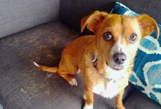 Így távolíthatja el könnyedén a kutya- vagy macskaszőrt a kanapéról