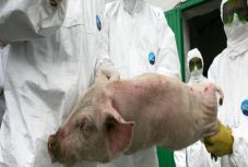 Bogdán Tibor: Sertésdisznóság?