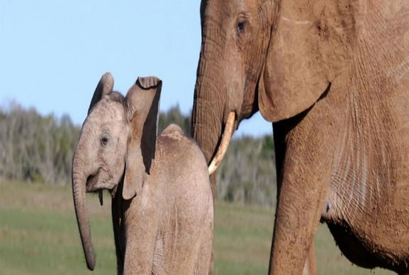 Szász István Szilárd: Gyengéd noszogatás