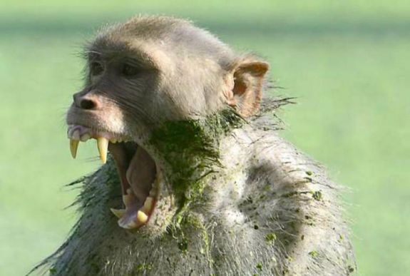 Majom ölt meg egy tizenkét napos csecsemőt