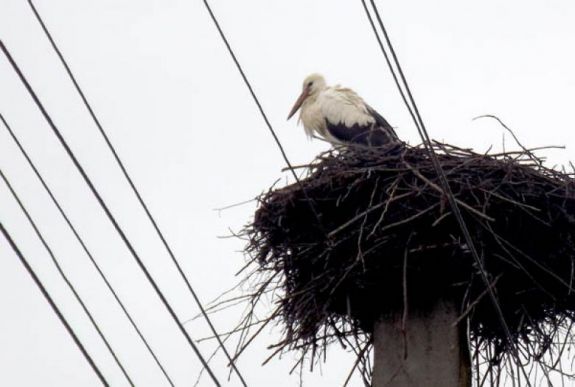 Vajon tud valamit ez a két felsőcsertési gólya?