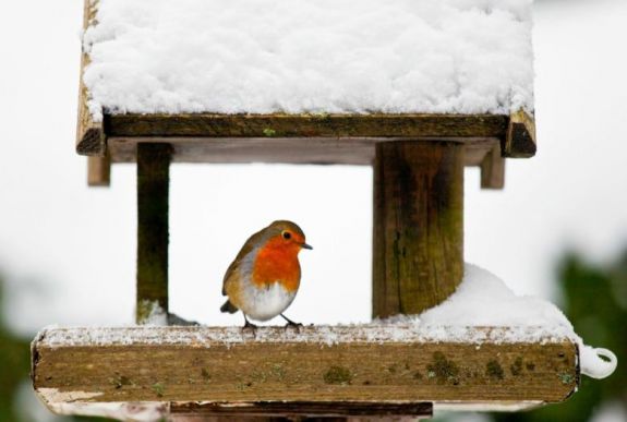 Hogyan készítsünk madáretetőt?