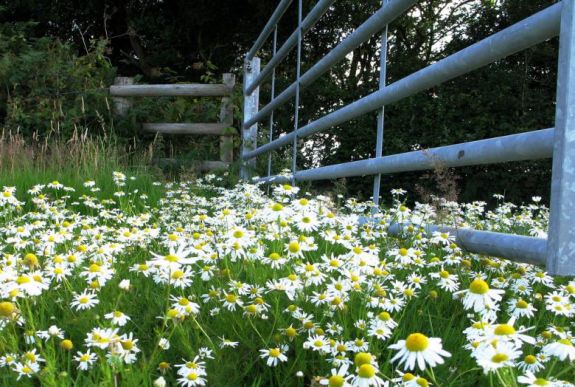 Megszavazták: jól járnak a gyógy- és fűszernövények termesztői