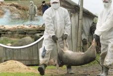 Még mindig terjed az afrikai sertéspestis