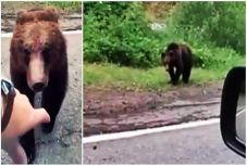 Ölebnek hitte az út szélén észrevett medvét egy román autós