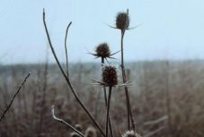 A Nobel-díjas Herta Müller esszékötetének fordítását mutatják be Kolozsváron