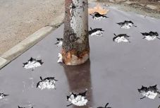 Ilyen is csak Romániában történhet meg