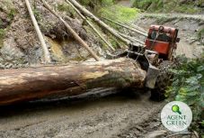 Óriási mennyiségű faanyag tűnt el a romániai nemzeti parkokból