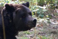 Elpusztult Max, Románia legtöbbet szenvedett medvéje