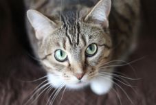 A macskák tudják értelmezni az emberi tekintetet