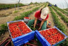 Nem a romániai külföldi munkavállalók küldik haza a legtöbb pénzt az EU-ban