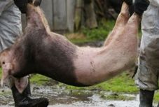 Újabb Bihar megyei településeken jelent meg az afrikai sertéspestis