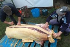 A disznóvágások időszakában a kóstolóval terjedhet az afrikai sertéspestis