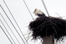 Vajon tud valamit ez a két felsőcsertési gólya?