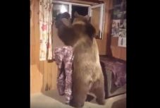 Feladták a leckét az oroszok ember-medve barátságból