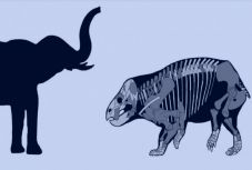  Elefántméretű állat lehetett az első dinoszauruszok kortársa