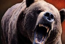 Juhászra támadt a medve 