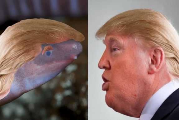Vak, a fejét homokba dugó kétéltűt neveztek el Trumpról