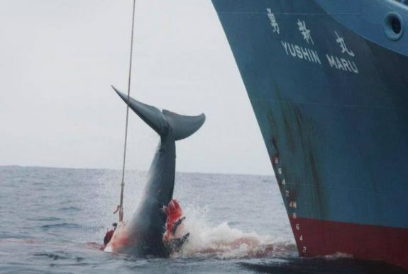 Hivatalos: Japán 30 év után kilép a bálnavadászatot korlátozó egyezményből