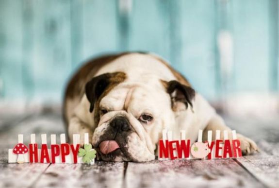 Szilveszterkor biztonságos, zárt helyen kell tartani a háziállatokat