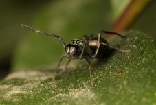 Megirigyelnék a tehenek, amit most megtudtunk egy pókfajról