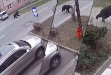 Fényes nappal szaladgált egy medve Segesvár utcáin