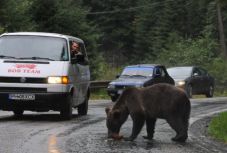 Hatalmas medvét gázoltak el Brassó közelében