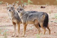 Már a sakálokat is kilövik az afrikai sertéspestis miatt