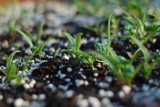 Szigorította az EU a műtrágyára vonzatkozó előírásokat