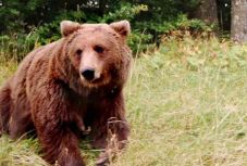 Legelőn támadt emberre a medve 